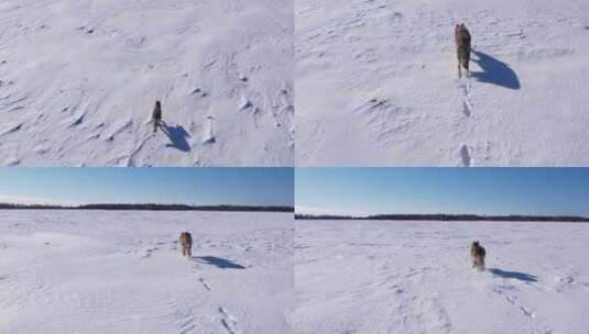 郊狼跑过深深的粉雪和田野以度过寒冷的冬天高清在线视频素材下载