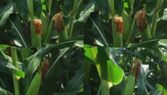 【有机玉米合集】阳光灌溉玉米农产品场景高清在线视频素材下载
