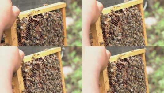 4K蜂蜜蜂础高清在线视频素材下载