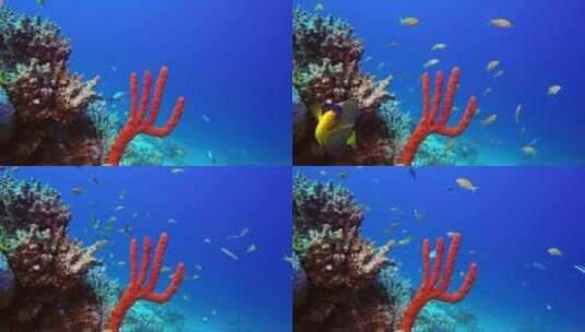 大海中的珊瑚和鱼高清在线视频素材下载
