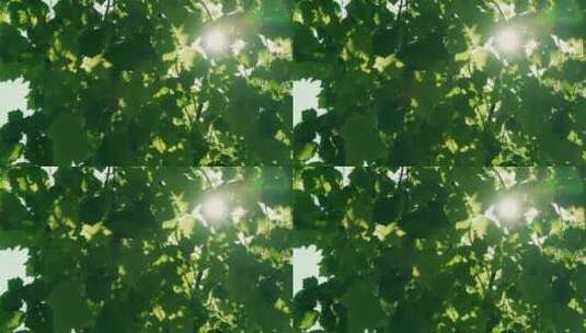 夏日唯美阳光树梢树叶高清在线视频素材下载