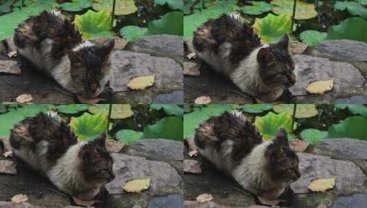 淋雨后的脏脏猫短素材高清在线视频素材下载
