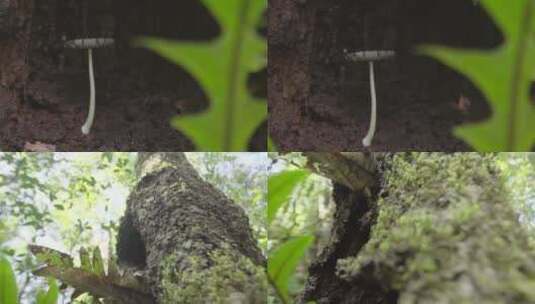 云南普洱森林中的菌子特写高清在线视频素材下载