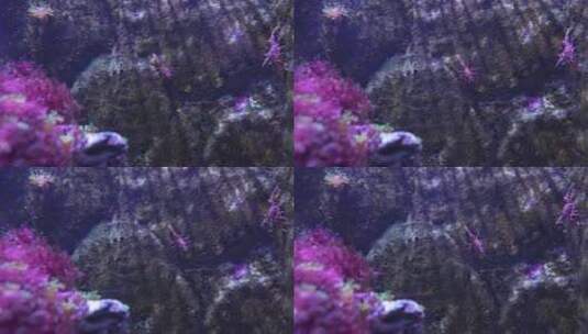 海底世界 机械虾高清在线视频素材下载