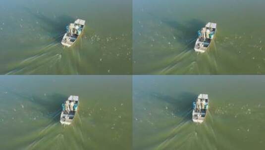 俯拍两农民乘船在鱼塘抛撒饲料高清在线视频素材下载