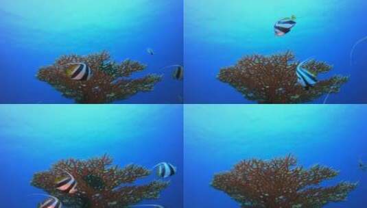 水下海洋的鱼高清在线视频素材下载
