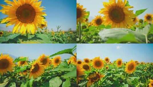 向阳花开放向日葵花朵特写向日葵花海景观高清在线视频素材下载
