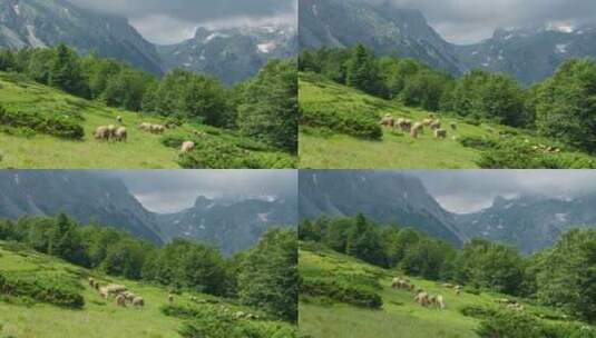 瑞士阿尔卑斯山牧场上的一群羊并排站在一起高清在线视频素材下载