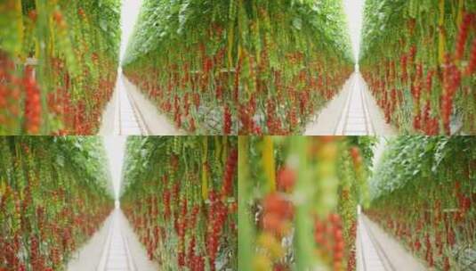 温室蔬菜番茄园高清在线视频素材下载