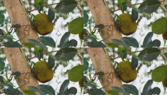 菠萝蜜果树水果高清在线视频素材下载