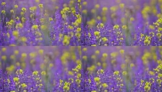 紫色的薰衣草和油菜花高清在线视频素材下载