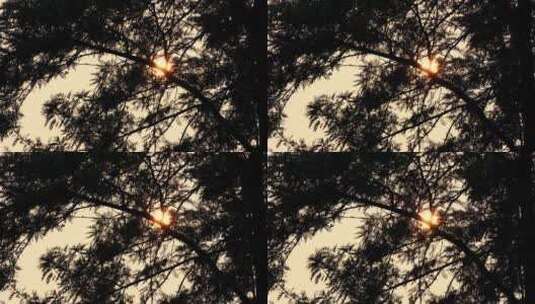 黄昏夕阳树影高清在线视频素材下载