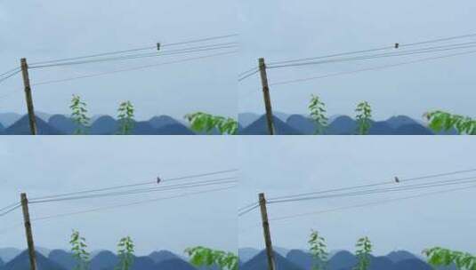 丛林里一只站在电线上的小鸟高清在线视频素材下载