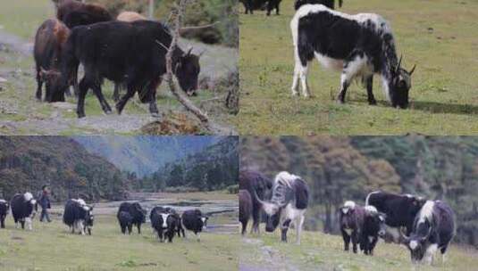 香格里拉高山上的牦牛高清在线视频素材下载