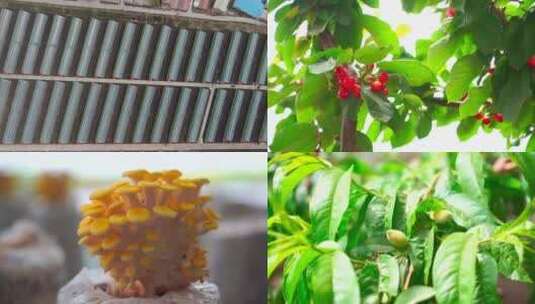 大棚热带水果高清在线视频素材下载