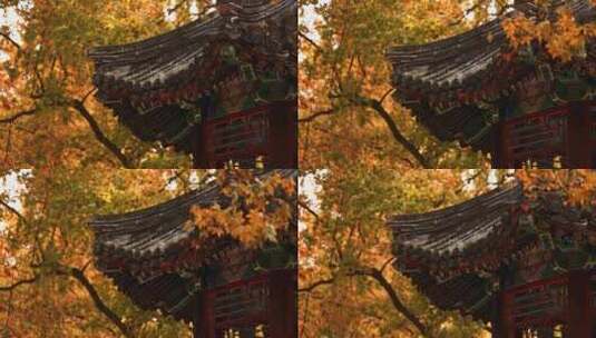 古建筑秋季美景特色高清在线视频素材下载