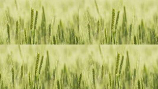 农村乡村小麦穗麦芒田野粮食高清在线视频素材下载