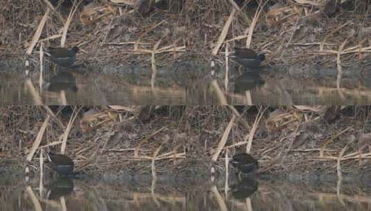 秋天池塘沼泽湿地黑水鸡觅食高清在线视频素材下载