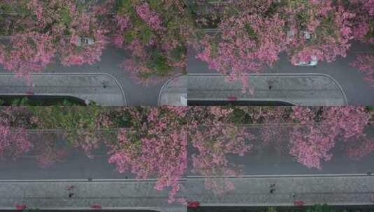 中国广东省广州市荔湾区坦尾美丽异木棉高清在线视频素材下载