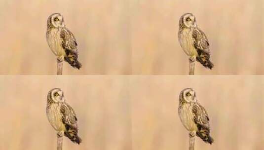 栖息树枝的短耳鸮慢镜头特写高清在线视频素材下载