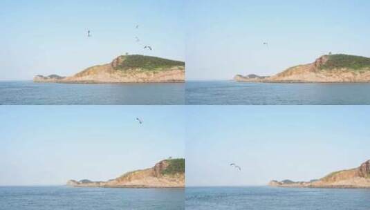 晴天海鸥在海面飞翔高清在线视频素材下载