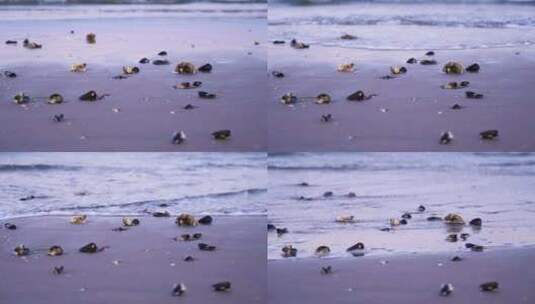 海滩上的贝壳高清在线视频素材下载