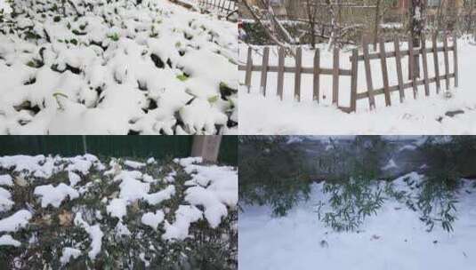 雪景中的植物空境高清在线视频素材下载