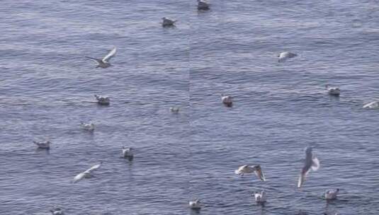 海边海鸥飞鸟飞翔高清在线视频素材下载