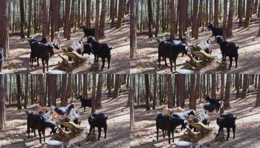 森林里的一群黑山羊高清在线视频素材下载