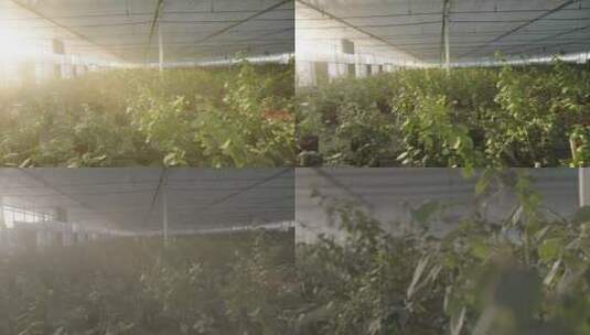 蔬菜大棚进行光合作用高清在线视频素材下载