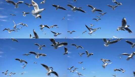一群海鸥在空中飞翔高清在线视频素材下载
