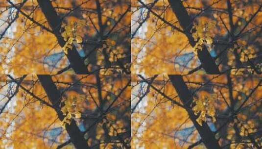 秋天的银杏树叶高清在线视频素材下载