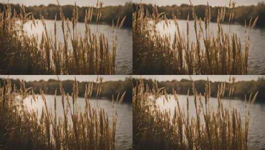 河边芦苇草丛河流植物小溪边芦苇小草植物高清在线视频素材下载