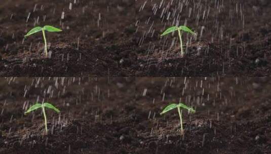 特写浇灌土壤里绿色的幼苗高清在线视频素材下载