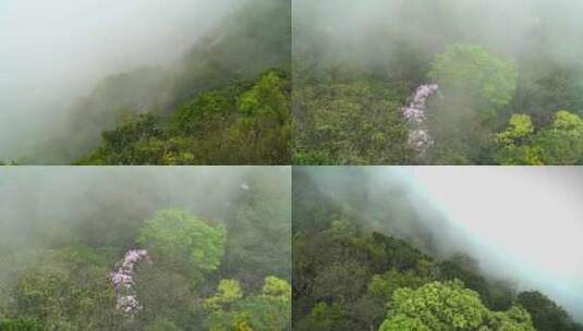 山林中快速的云雾高清在线视频素材下载