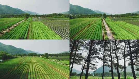 乡间田野农作物种地树苗大树高清在线视频素材下载