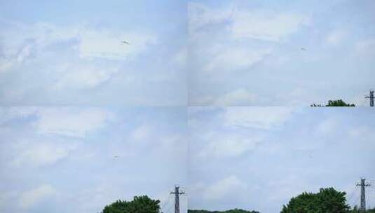 4K升格实拍海面上飞翔徘徊的野生白鹭高清在线视频素材下载