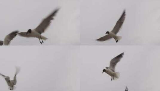 暴风雨前飞翔的海鸥高清在线视频素材下载