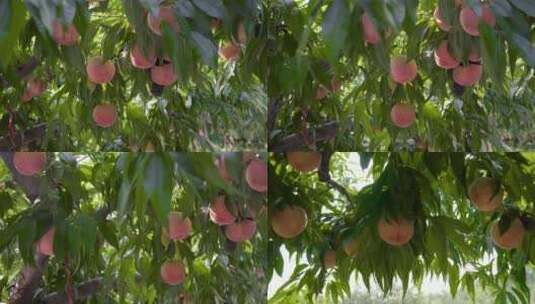 水蜜桃桃子高清在线视频素材下载
