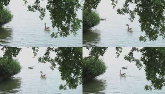 湖里游水的鸿雁和斑头鸭高清在线视频素材下载