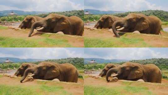 大象一起吃饭的镜头高清在线视频素材下载