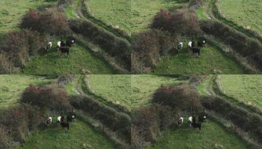 在牧场里被铁丝网围住的一群牛高清在线视频素材下载