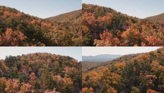 航拍秋天的森林景观高清在线视频素材下载