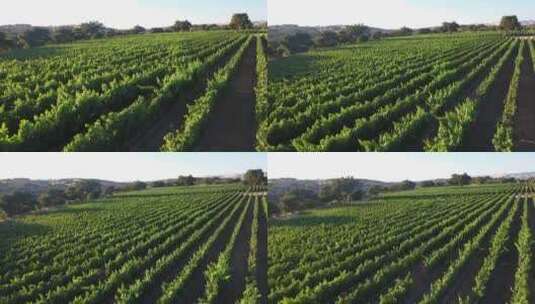 美丽的葡萄园高清在线视频素材下载
