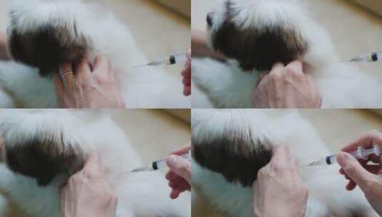 兽医为幼犬注射疫苗高清在线视频素材下载