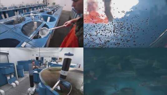 室内鱼类养殖场高清在线视频素材下载