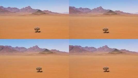 纳米比亚中部一棵孤独的树高清在线视频素材下载
