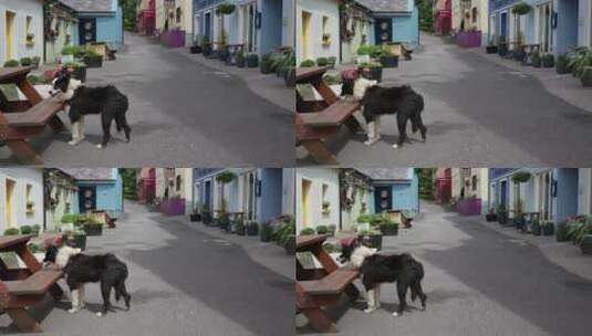 城市街道上的流浪狗特写高清在线视频素材下载