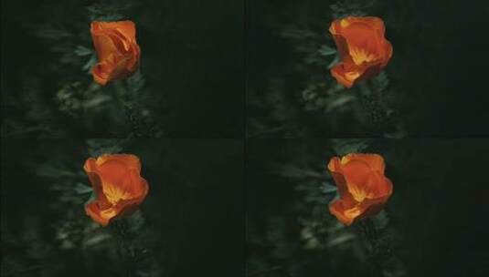花朵绽放的延时摄影高清在线视频素材下载