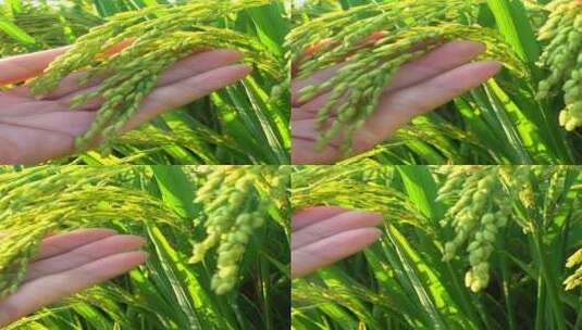 乡村稻田自然风光水稻稻谷4k视频高清在线视频素材下载